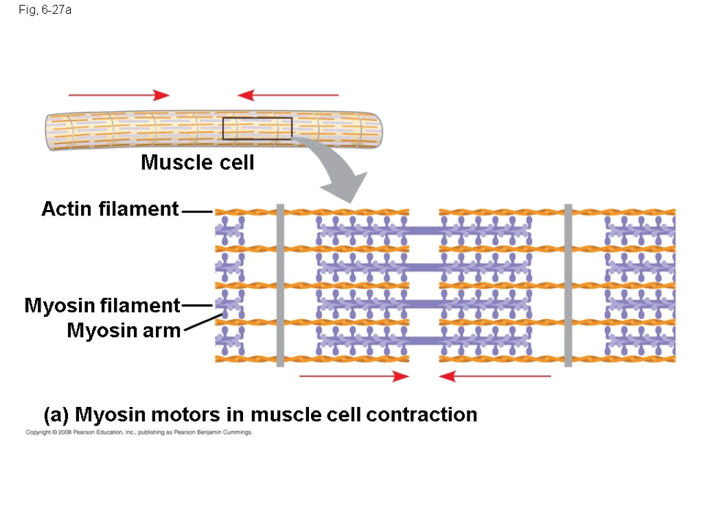 Fig, 6-27a Muscle cell Actin filament Myosin filament Myosin arm (a) Myosin motors in